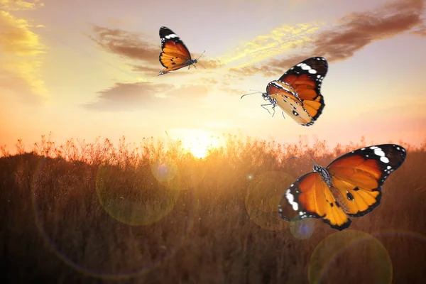 Campo Con Hermosas Mariposas Iluminadas Por Sol Mañana —  Fotos de Stock