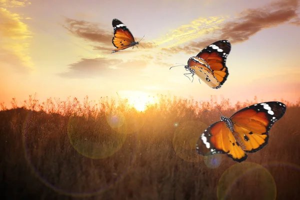 Feld Mit Wunderschönen Schmetterlingen Licht Der Morgensonne — Stockfoto