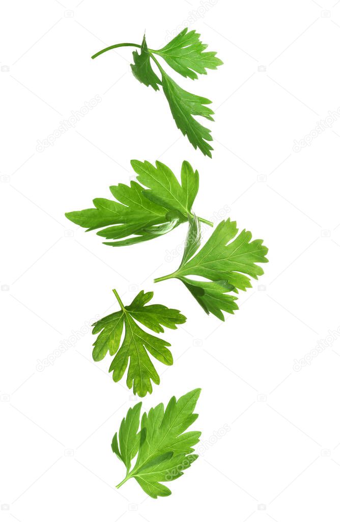 Green parsley leaves falling on white background