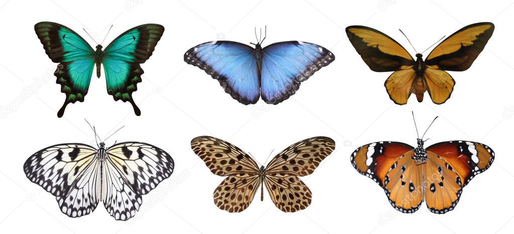 Set of beautiful butterflies on white background