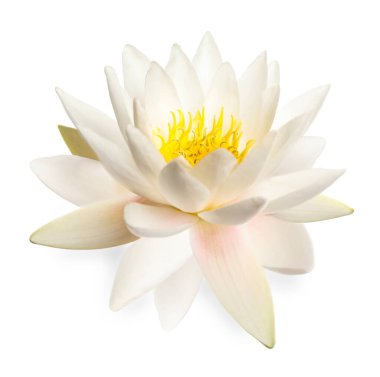 Güzel çiçek açan nilüfer çiçeği beyazda izole edilmiş.