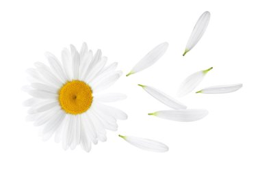 Chamomile flower with flying petals on white background clipart