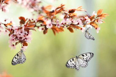 Çiçek açan ağaç dalı ve bahçede güzel pirinç kağıdı kelebekleri, yakın plan.
