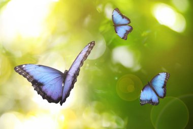 Yeşil bahçede uçan güzel morpho kelebekleri