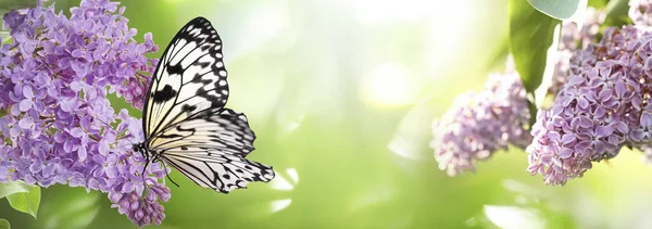 庭のライラックの花に美しい紙蝶 バナーデザイン — ストック写真