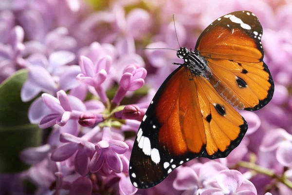 Удивительная Бабочка Тигр Сиреневых Цветах Крупный План — стоковое фото
