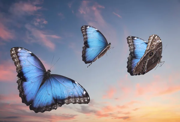 日没時に空を飛ぶ美しい蝶 — ストック写真