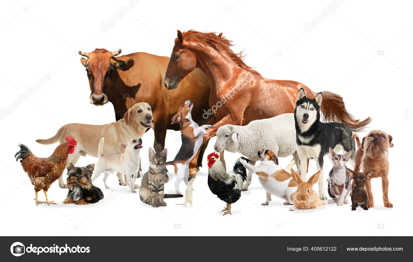 Collage Horse Other Pets White Background Banner Design Stock Photo by ©NewAfrica 405612122 Collage Horse Other Pets White Background Banner Design Stock Photo by ©NewAfrica 405612122