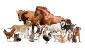 Картина, постер, плакат, фотообои "collage with horse and other pets on white background. banner design", артикул 405612122