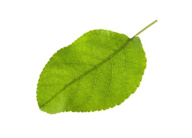 Beyaz elma ağacının yeşil yaprağı