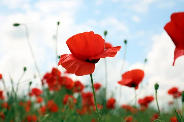 Belles Fleurs Pavot Rouge Poussant Dans Champ Gros Plan — Photo