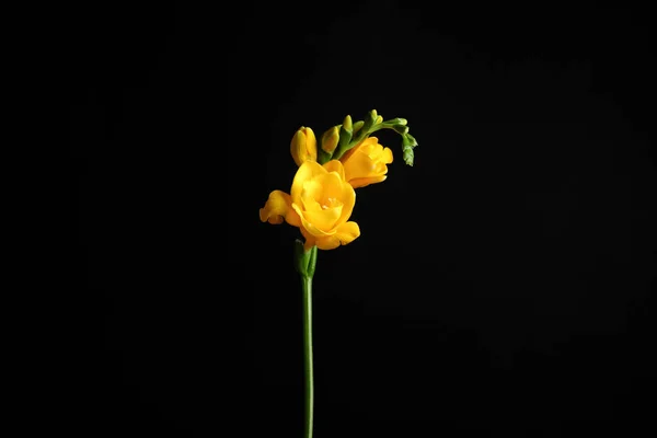Hermosa Flor Freesia Amarilla Sobre Fondo Negro — Foto de Stock