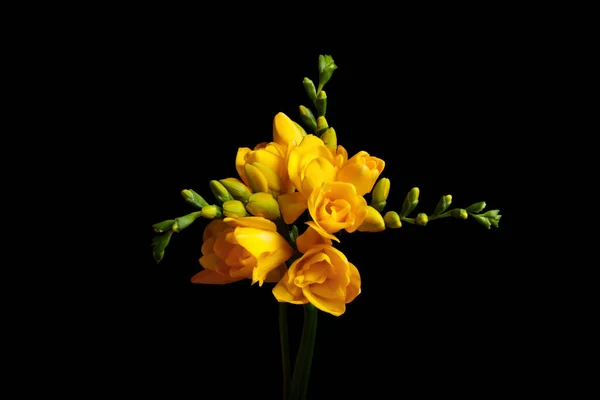 Όμορφη Κίτρινη Φρέζια Λουλούδια Μαύρο Φόντο — Φωτογραφία Αρχείου