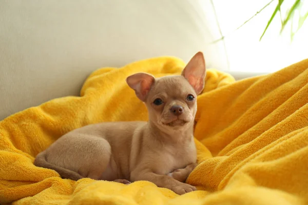 Bonito Cachorro Chihuahua Cobertor Amarelo Bebê Animal — Fotografia de Stock