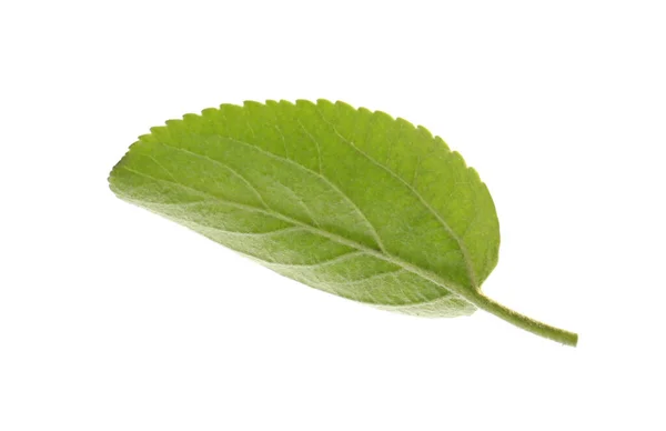Πράσινο Φύλλο Μηλιάς Που Απομονώνεται Λευκό — Φωτογραφία Αρχείου