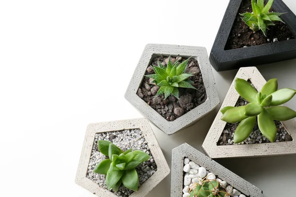 Piante Succulente Tavolo Bianco Posa Piatta Spazio Testo — Foto Stock