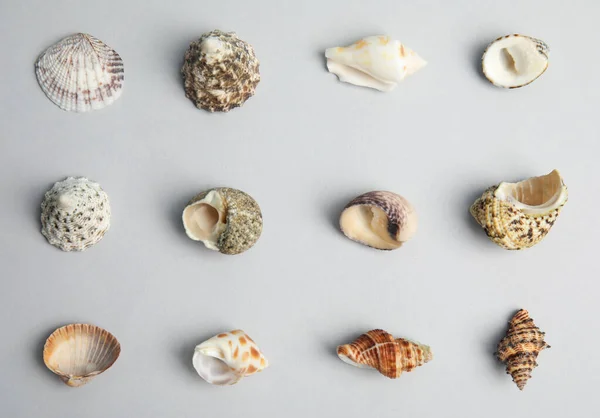 Diferentes Conchas Marinas Hermosas Sobre Fondo Gris Claro Planas —  Fotos de Stock