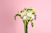 Картина, постер, плакат, фотообои "beautiful freesia flowers on light pink background", артикул 406052634