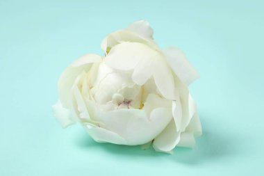 Açık mavi arkaplanda güzel beyaz şakayık