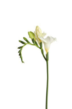 Beautiful blooming freesia flower isolated on white clipart
