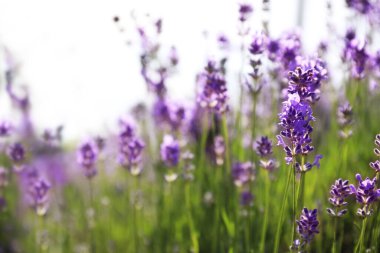 Güzel açan lavanta tarlası yaz günü, yakın plan.