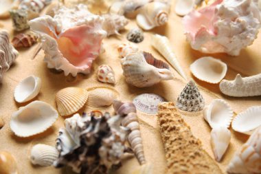 Kumların üzerinde farklı güzel deniz kabukları, yakın çekim