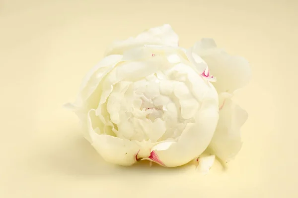 Beautiful white peony flower on beige background