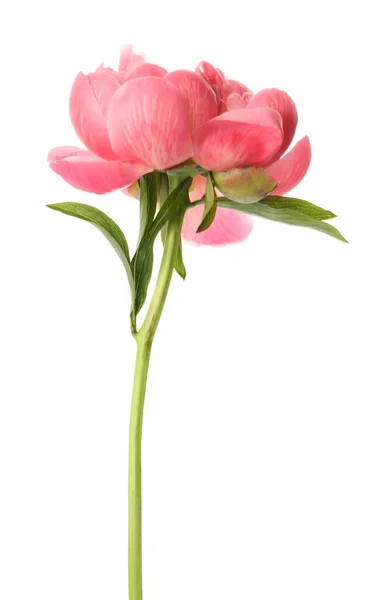 Beautiful Blooming Pink Peony Isolated White — Stock Photo, Image