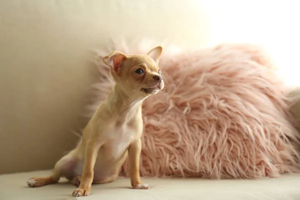 Leuke Chihuahua Puppy Bank Binnen Baby Dier — Stockfoto