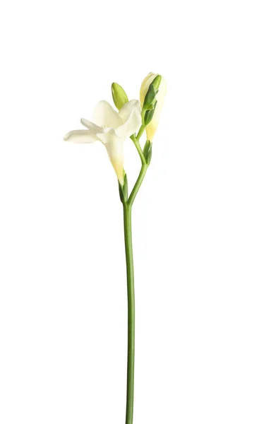 Красивый Цветущий Цветок Фрезии Изолирован Белом — стоковое фото