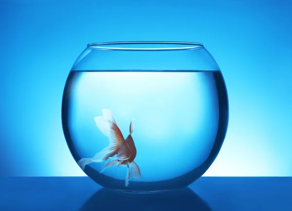 Красива Яскрава Маленька Золота Рибка Плаває Круглому Скляному Акваріумі Синьому — стокове фото