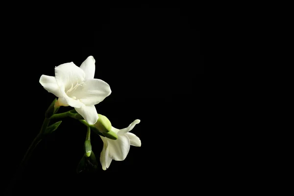 Mooie Witte Freesia Bloemen Zwarte Achtergrond Ruimte Voor Tekst — Stockfoto