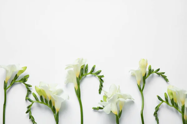 Красиві Квіти Фрезії Білому Тлі Вид Зверху — стокове фото