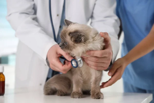 Professionele Dierenartsen Onderzoeken Kat Kliniek Closeup — Stockfoto