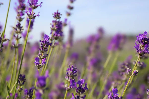 Lindo Campo Lavanda Florescente Dia Verão Close — Fotografia de Stock