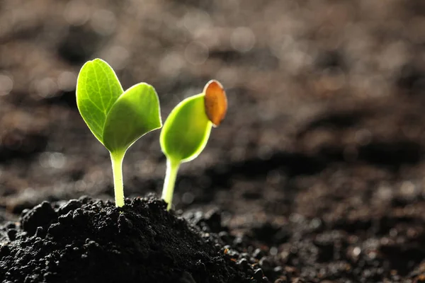 Toprakta yetişen taze sebze fideleri açık havada, metin için alan