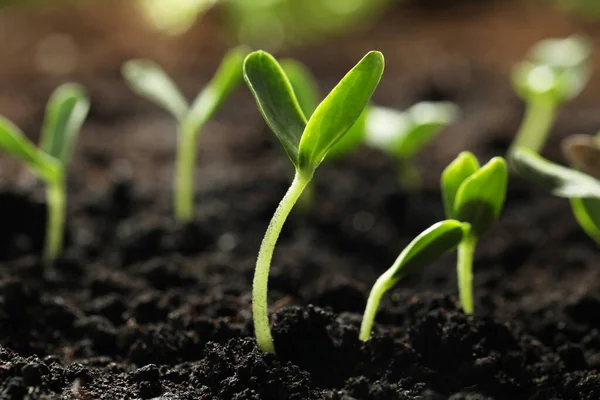 Jeunes Plants Légumes Poussant Dans Sol Extérieur — Photo