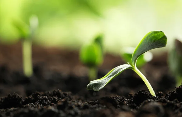 Young Vegetable Seedling Growing Soil Outdoors Space Text — Stock Photo, Image