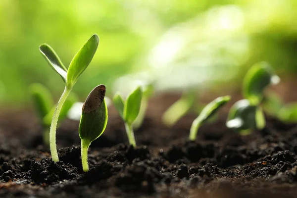 Jonge Groentezaailingen Groeien Grond Buiten Ruimte Voor Tekst — Stockfoto