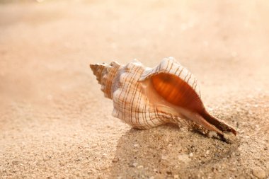 Kumsalda egzotik deniz kabuğu