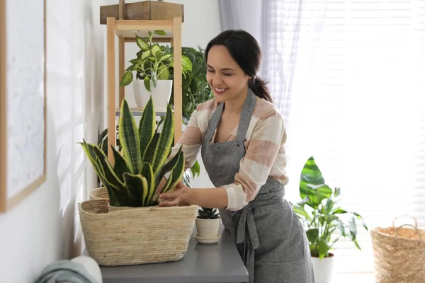 Mujer Madura Cuidando Planta Interior Casa Interesante Hobby — Foto de Stock