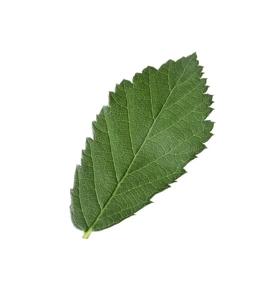 Čerstvě Zelený Ostružinový List Izolovaný Bílém — Stock fotografie