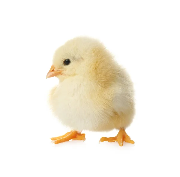 Cute Fluffy Baby Chicken White Background Farm Animal — Stock Photo, Image