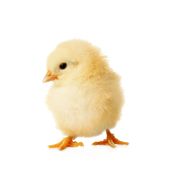 Милый Пушистый Цыпленок Белом Фоне Фермерское Животное — стоковое фото