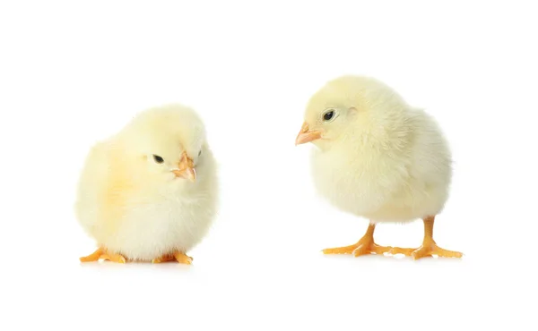 Милые Пушистые Цыплята Белом Фоне Фермерские Животные — стоковое фото