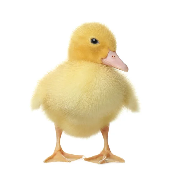 Cute Fluffy Gosling White Background Farm Animal — Stock Photo, Image