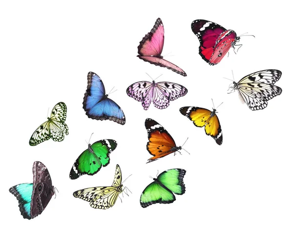 Increíbles Mariposas Diferentes Volando Sobre Fondo Blanco —  Fotos de Stock