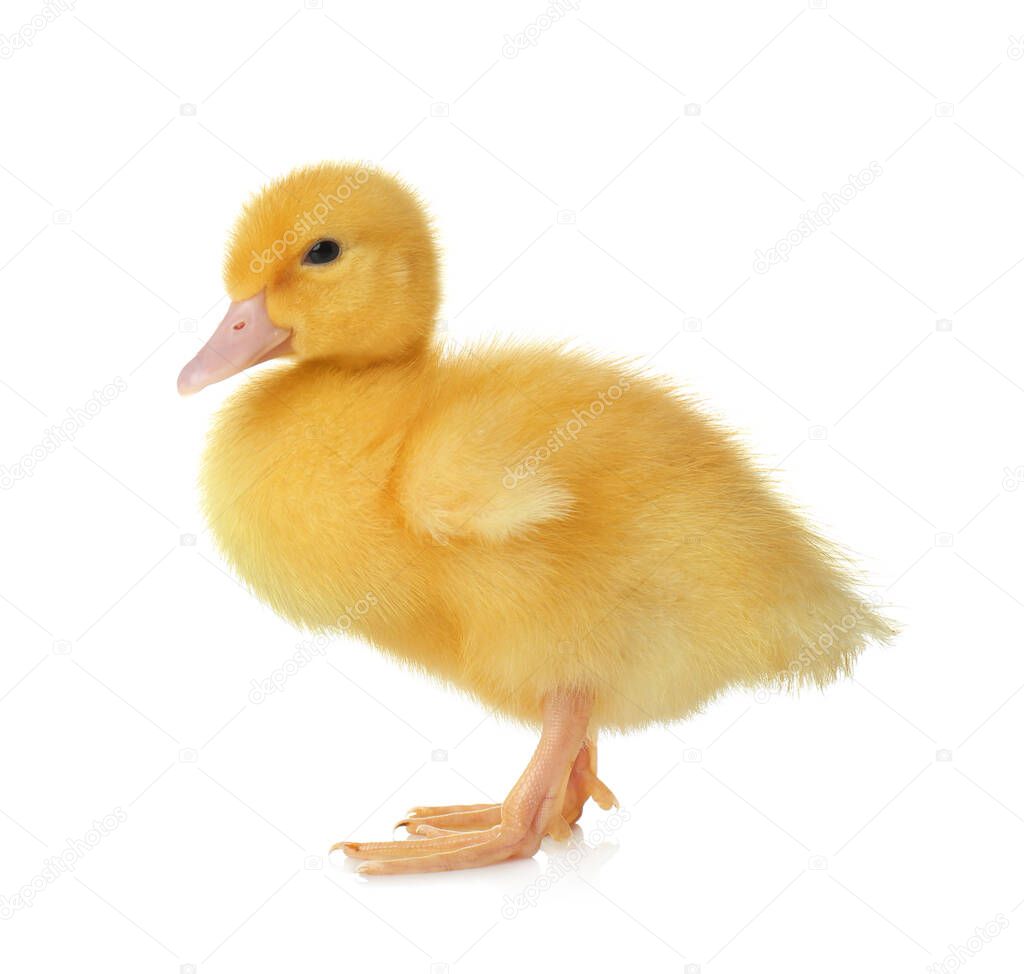 Cute fluffy gosling on white background. Farm animal