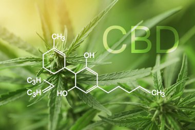 Yeşil kenevir bitkisi ve CBD formülünün yakın görüntüsü