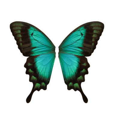 Güzel deniz yeşili kırlangıç kuşu beyaz arka planda kelebek kanatları